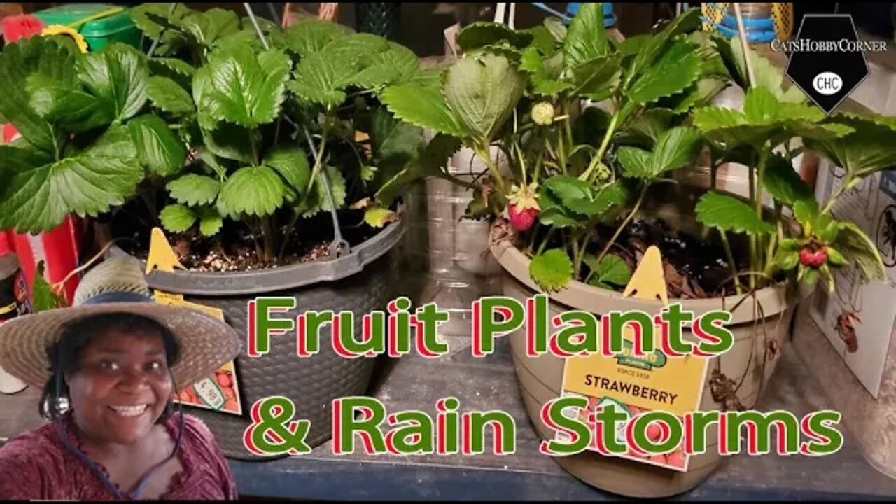 Fruit Plants & Rain Storms - 25Jun2022