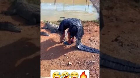 Funny Crocodile 🤣🔥💯 #crocodiles #short #shorts #shortsfeed #youtubeshorts