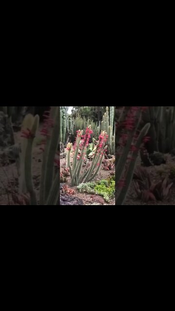 Look at this spectacular display of cacti and succulents!