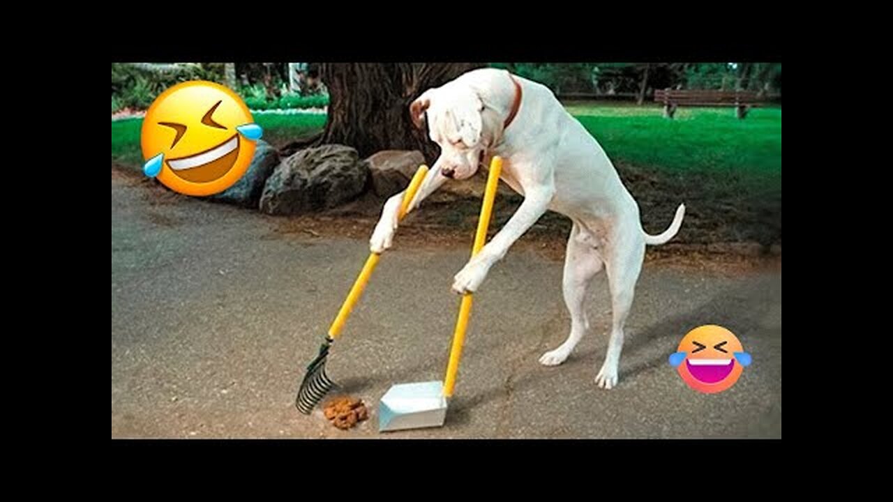 Funny Dogs And Cats Clips😂😂🤣🤣