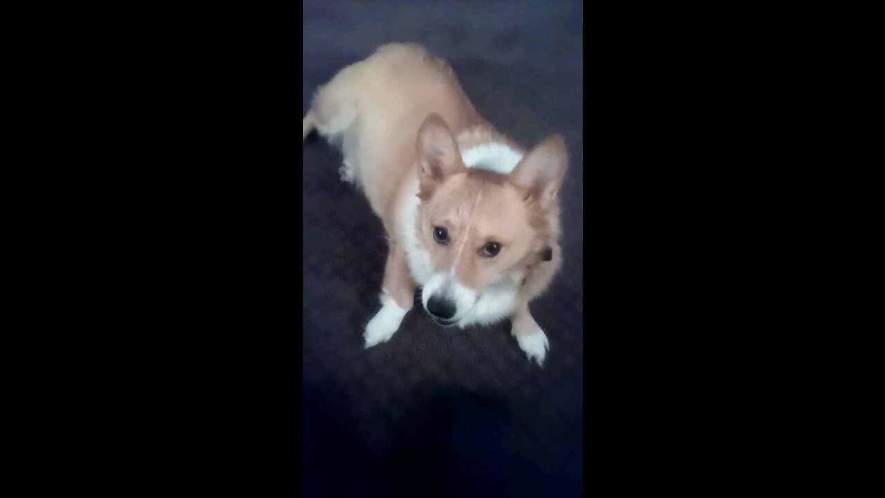 Playful Corgi #2