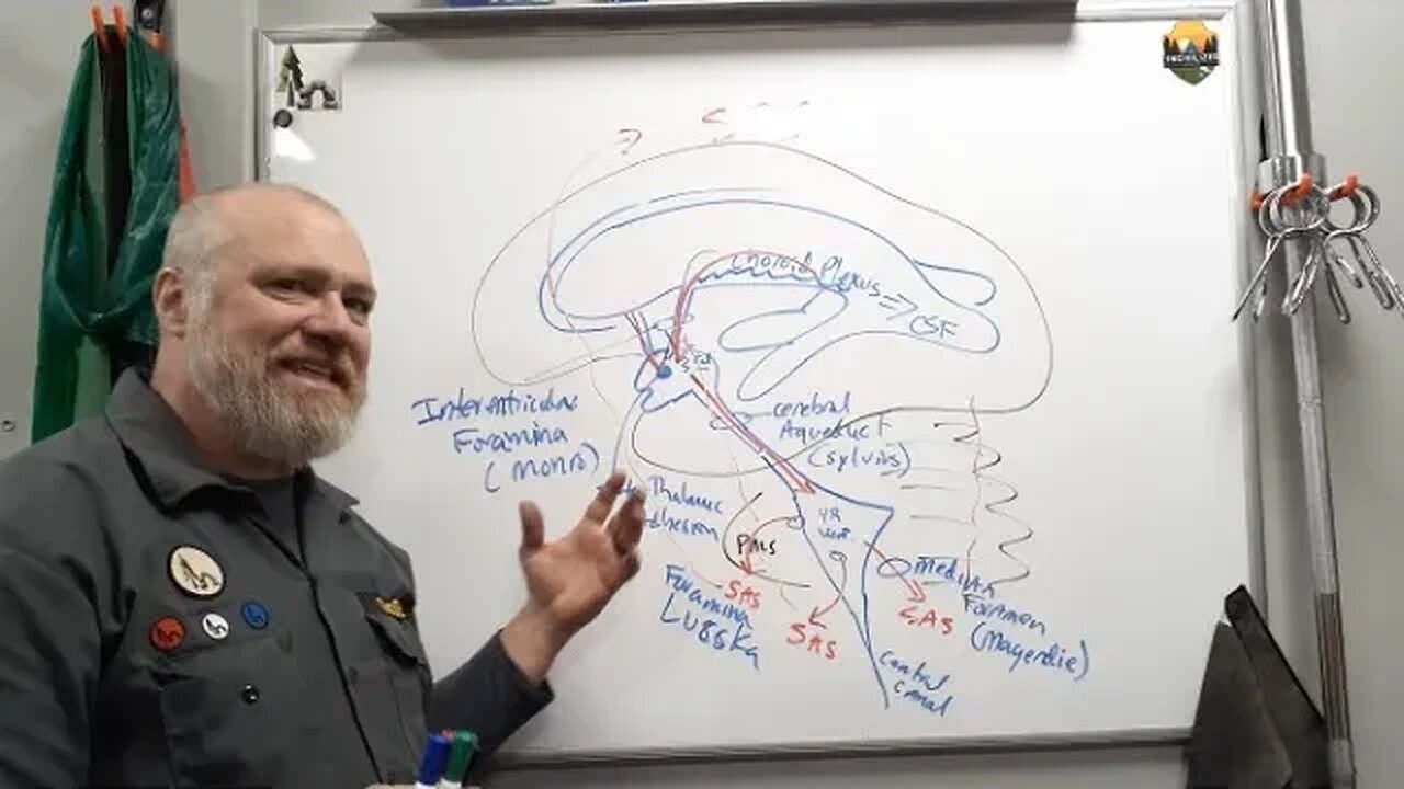 CNS Vasculature #3- Ventricular system