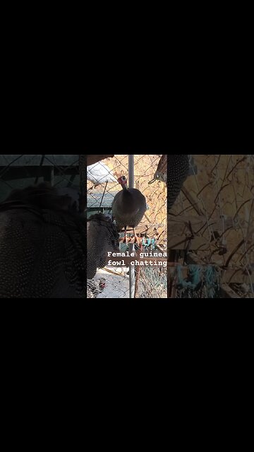 Female guinea fowl chatting