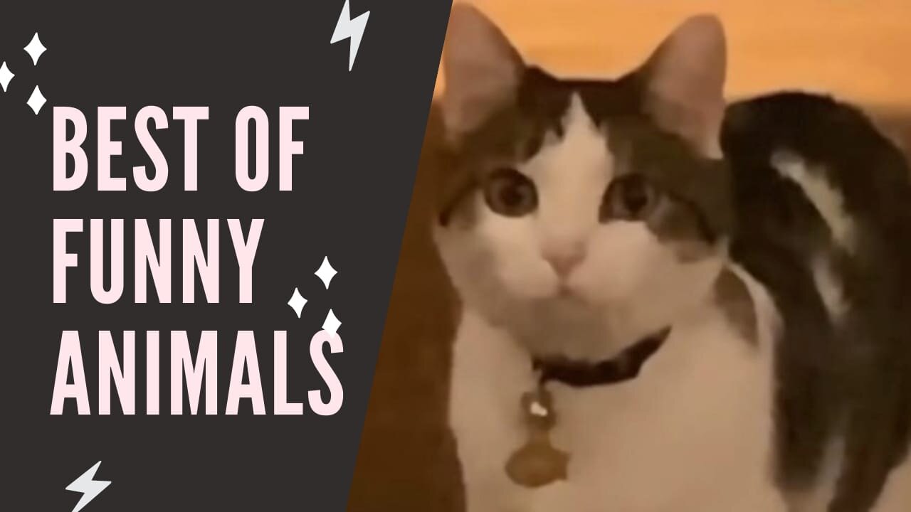 Best of funny animals - Compliation