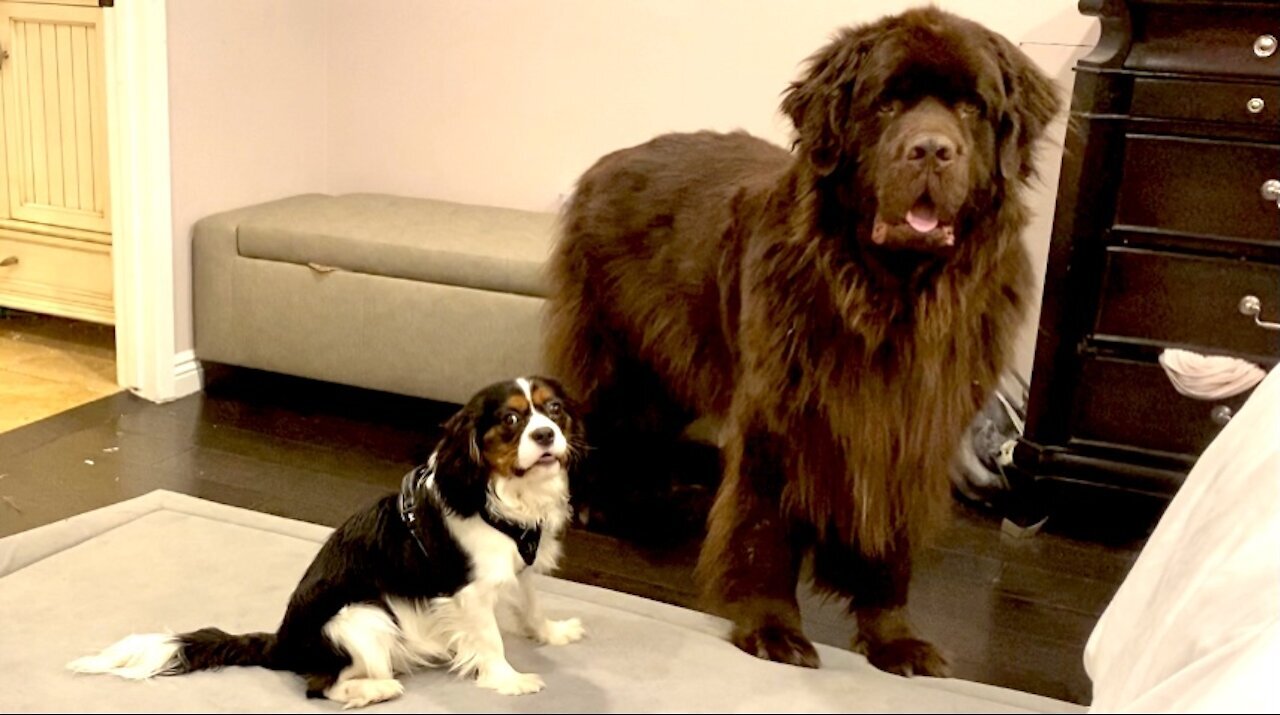 Newfie helps manage mischievous Cavalier puppy