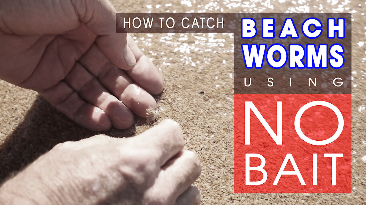 How To Catch Beach Worms With NO BAIT!