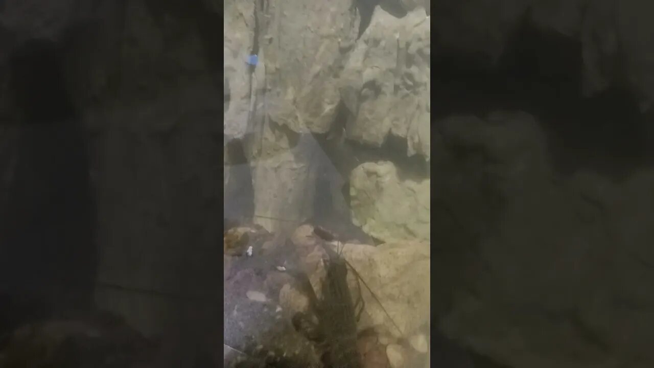 #ikanhiasairtawar #fish #shortvideo #shortsfeed