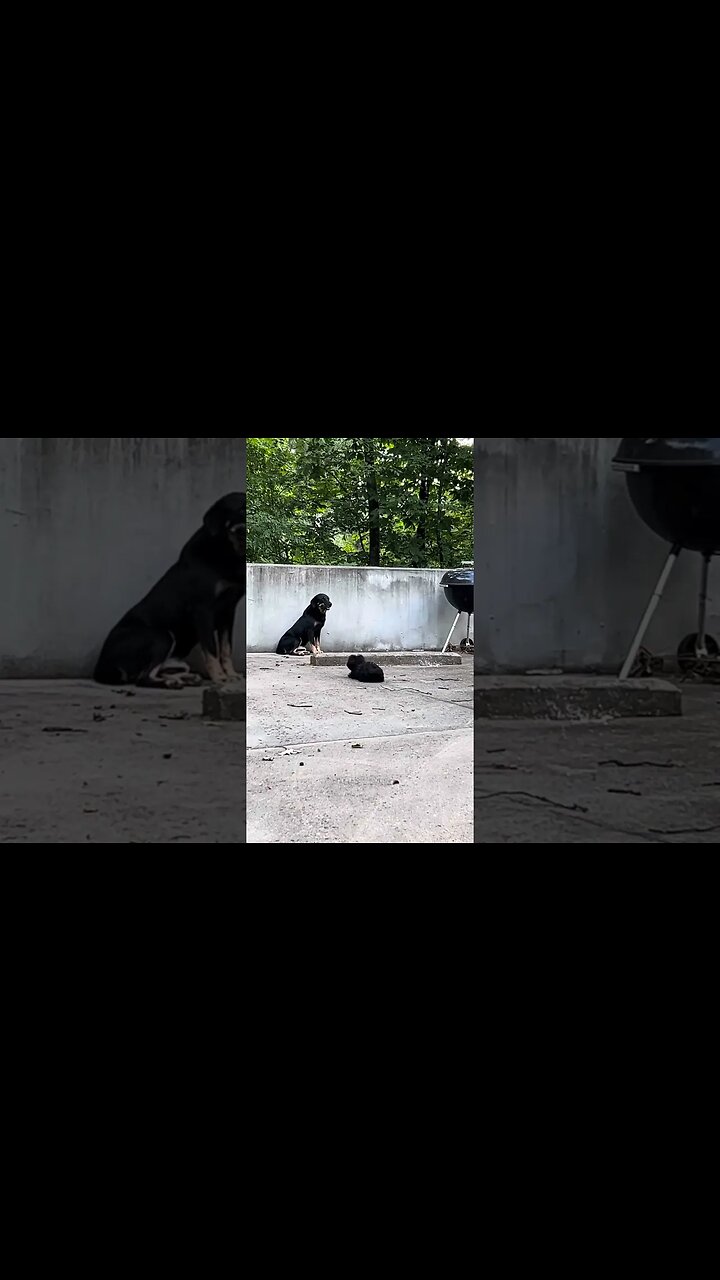 The big dog still refuses to play with the little puppy, but the puppy still has fun chasing her!