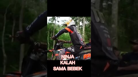 NINJA KALAH SAMA BEBEK