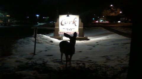 Migrant Deer at Local Restaurant