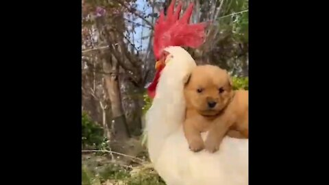 Chicken carries a dog on his back