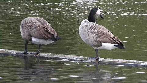 beautiful birds