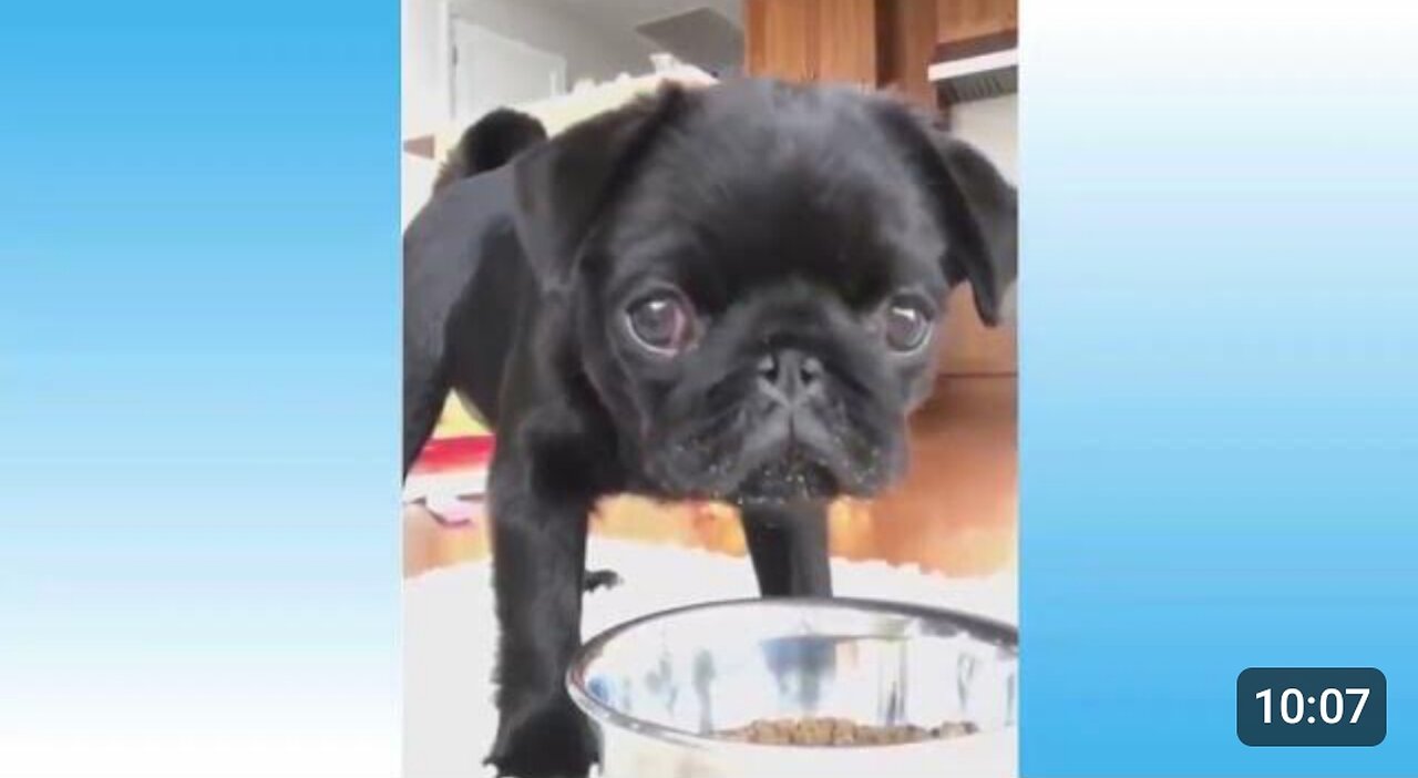 Top funny animal video
