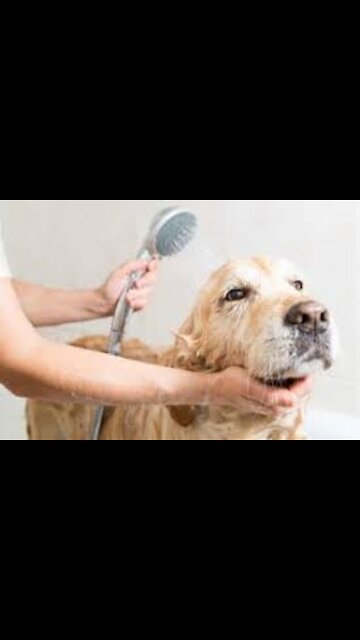 Relaxing dog bath