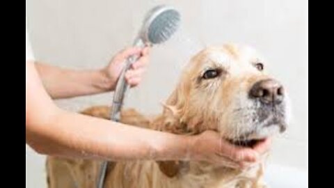 Relaxing dog bath