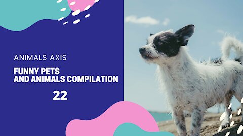 Funny Pets And Animals Compilation 22