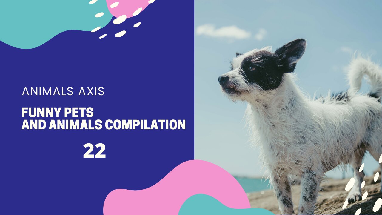 Funny Pets And Animals Compilation 22