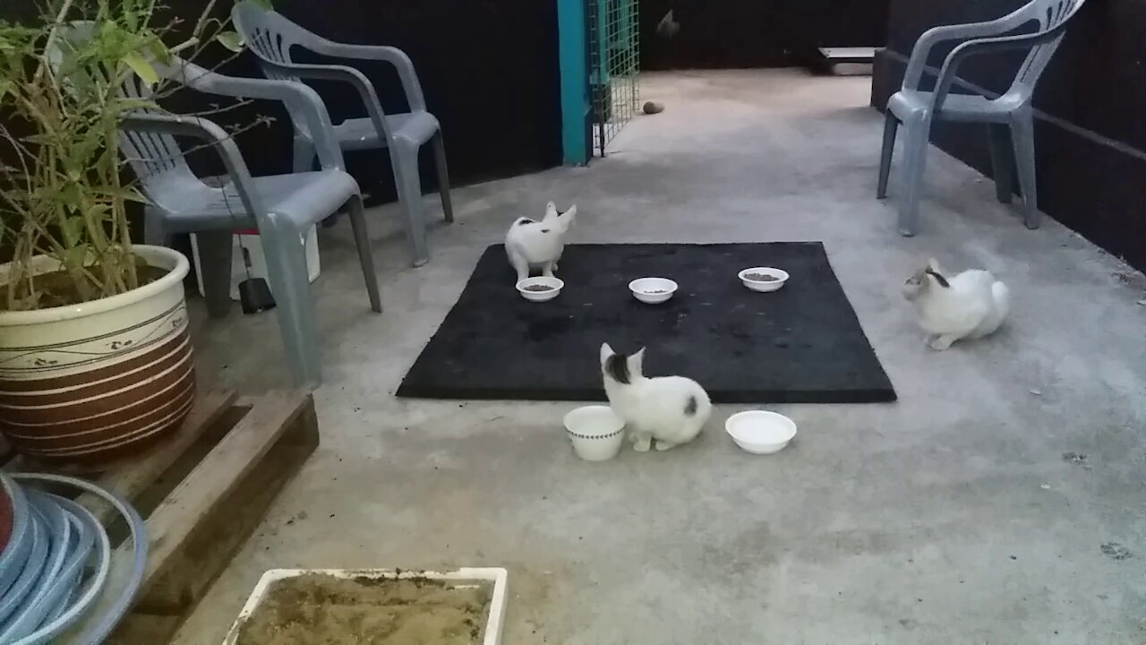 Why do cats turn their heads?(57day old cat - part5)