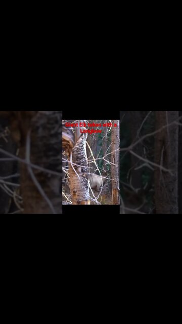 #short #shorts #traditionalarchery #elkhunting #deer #bowhunting #long #shots #mountains #deer #it