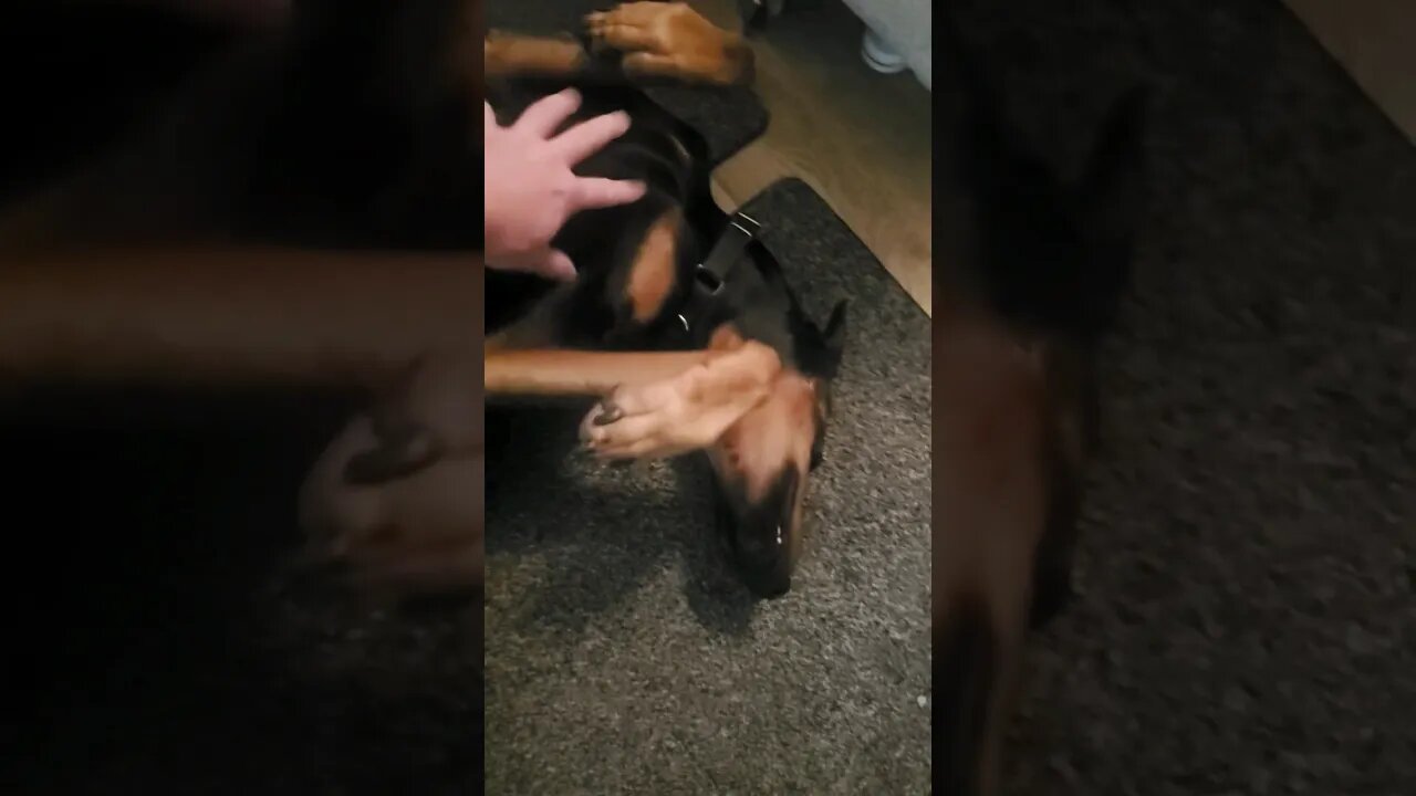 #doberman LOVES His Chest Rubs. 🐕❤️ #dobermanlove #dobermanpinscher #dobermanplanet #dobies #dobie