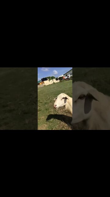 1 White Ram For Sale