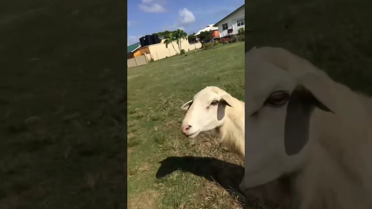 1 White Ram For Sale