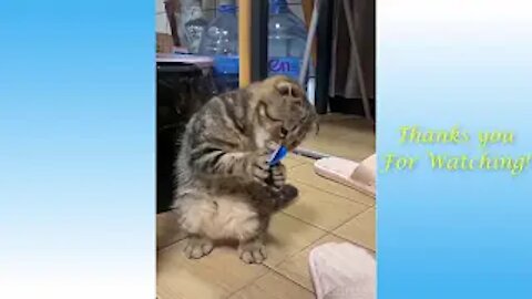 Funniest Animals - Best Of The 2021 Funny Animal Video