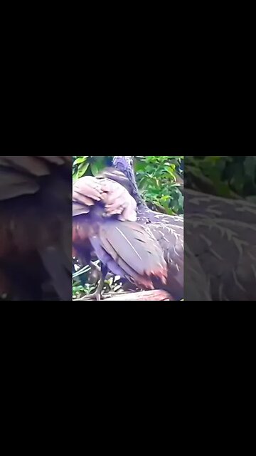 JACU E SEUS FILHOTES COM FOME EM BUSCA DE COMIDA