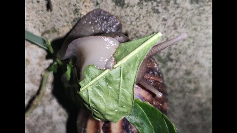 The way the snail eats is adorable