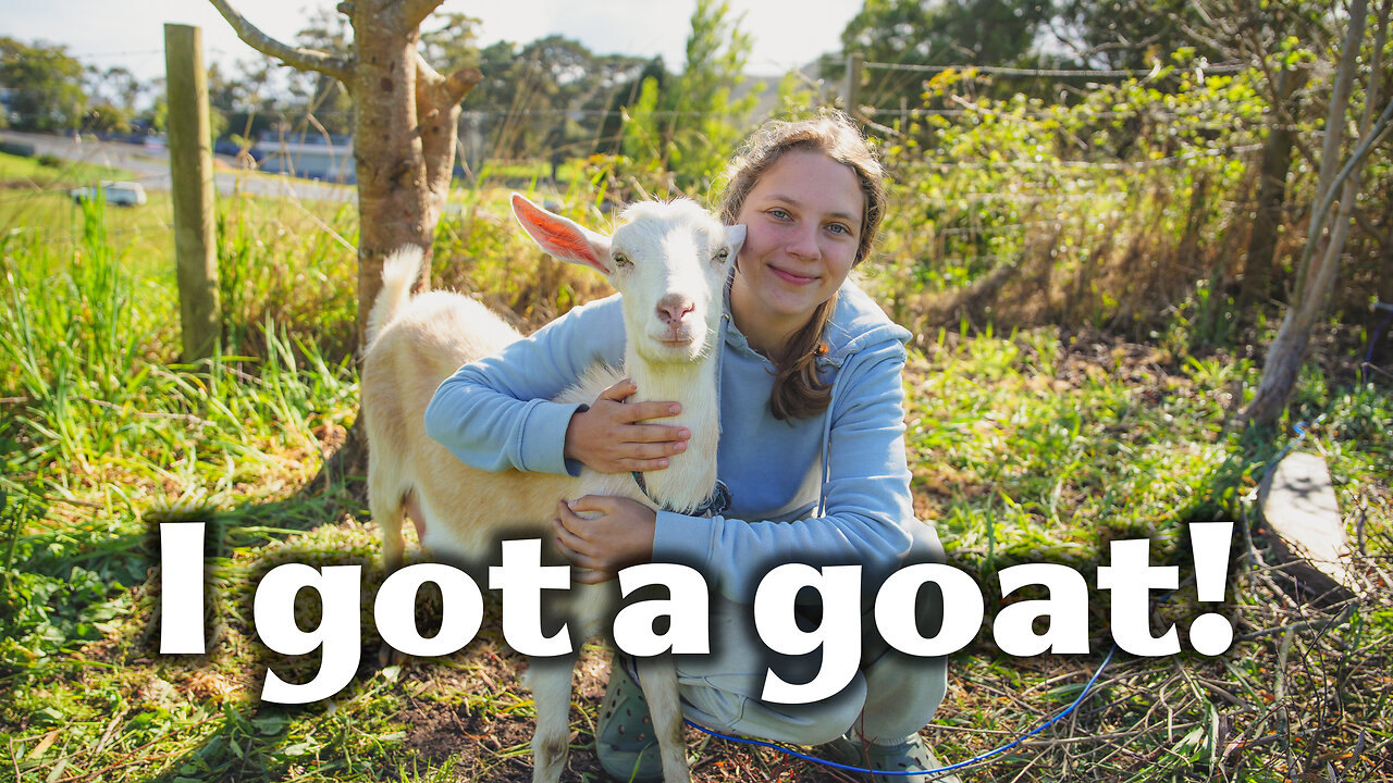 Bringing A Goat To My 1/2 Acre Property