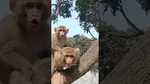 Funny Monkey 🤣🤣🤣🤣 #viral #funnyvideo