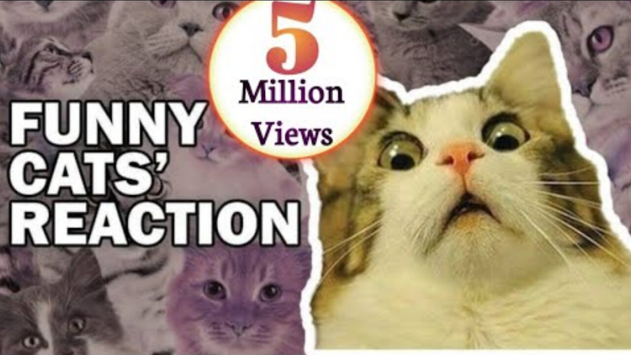 Cat funny video, funny video, funny animal videos, funny animal videos 2023,
