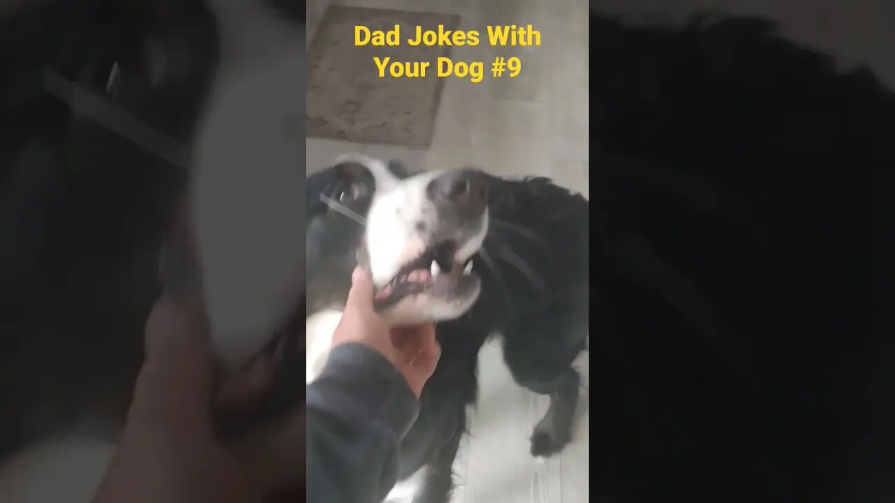 dad jokes with your dog, ocean #puppy #dadjokes #funny