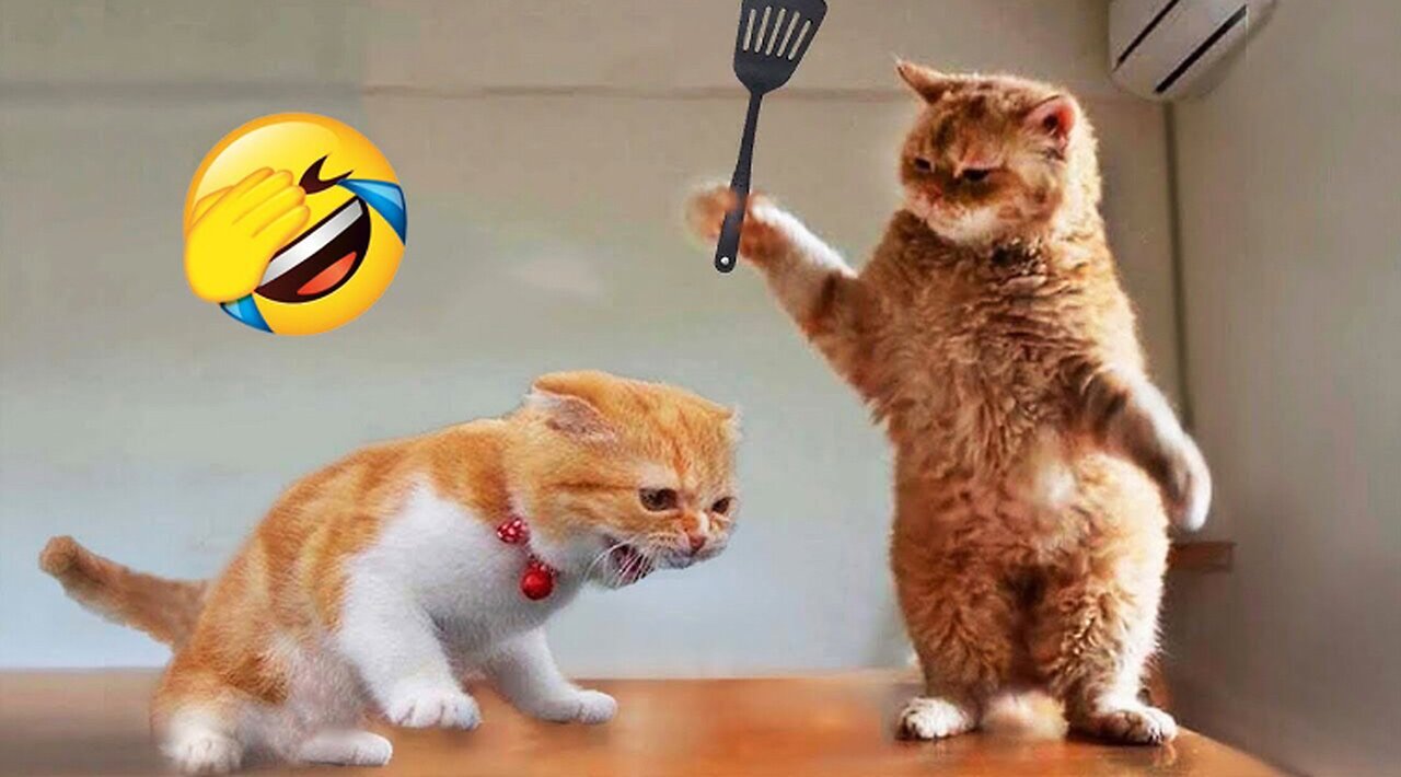 Funny|animal |laugh|till|youfalll|funnyanimal