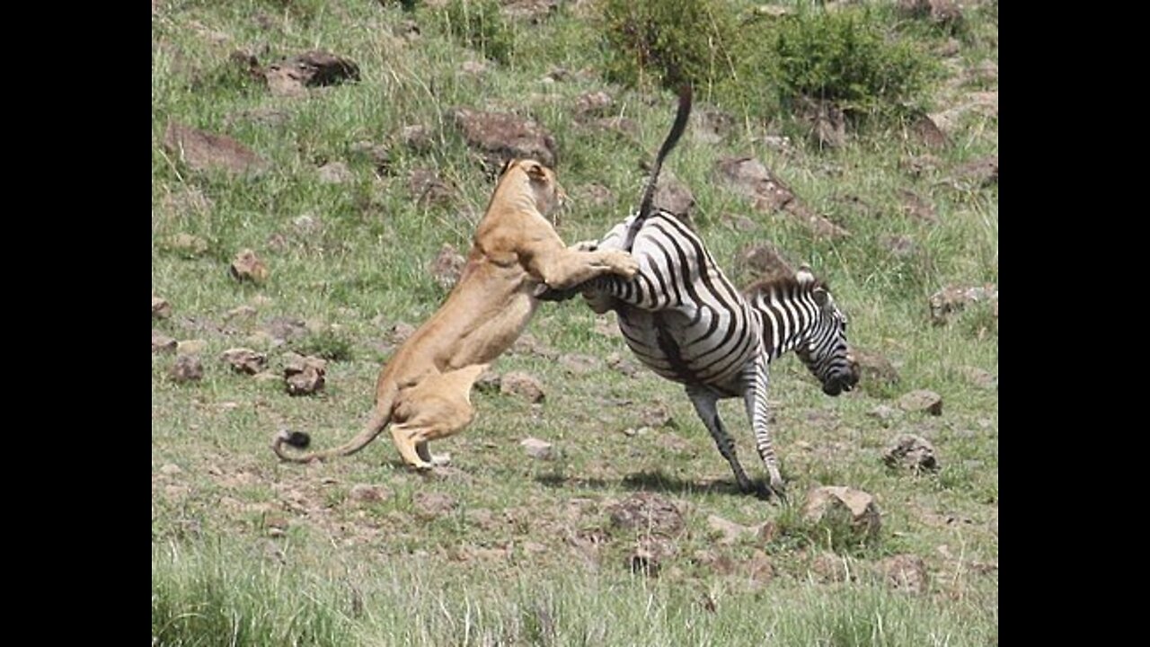 Lion Vs Zebra Fight I Deadliest fight