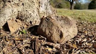 Rock Kick While A Spider Watches