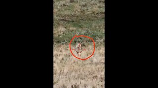 Hunting Coyotes #shorts #dogs #animals #hunter #043