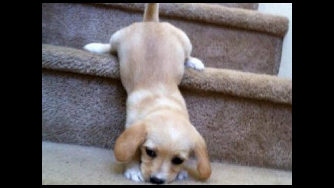FUNNY PUPPIES. Extremely hard try not to laugh challenge. Funny and Cute PUPPIES