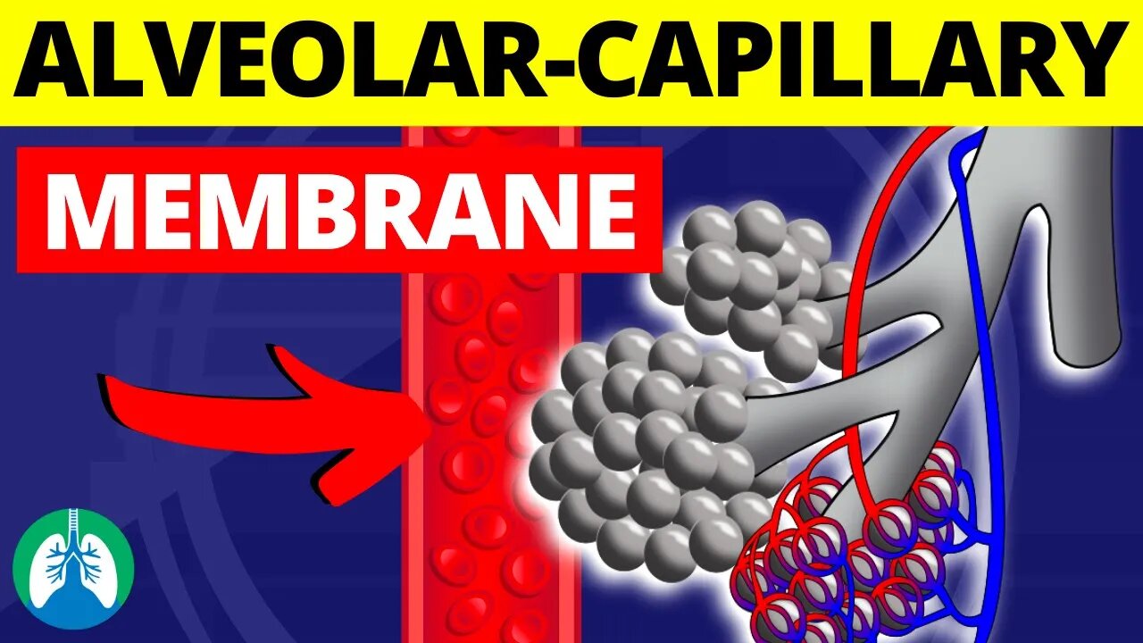 Alveolar-Capillary Membrane (Medical Definition) | Blood-Air Barrier