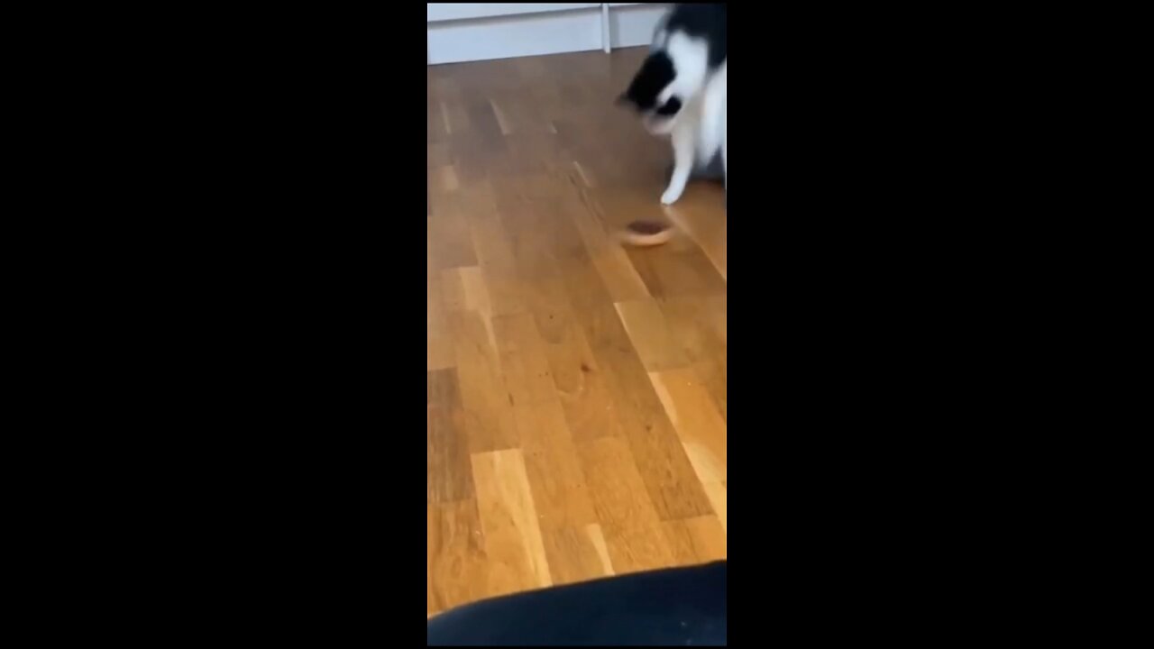 Funny animal videos #1