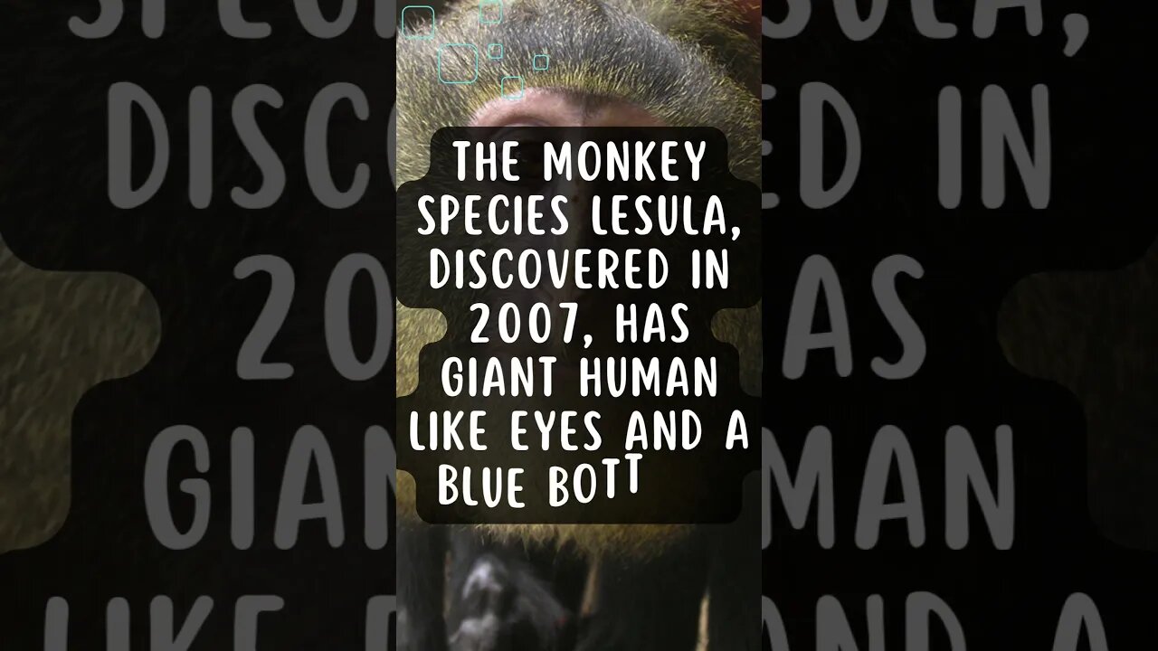 🐵Discover Fascinating Animal Facts👀 #shorts #shortsfact #animalfacts #lesula #monkey