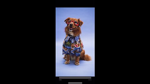 Dog wearing glasses!