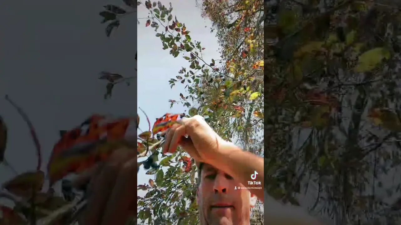 Find a Tupelo/Black gum grove… Secret deer honey hole!