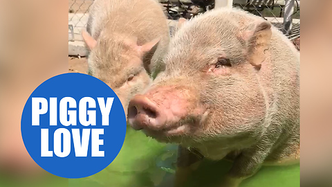 Rescue pigs lead wholesome life on a loving farm