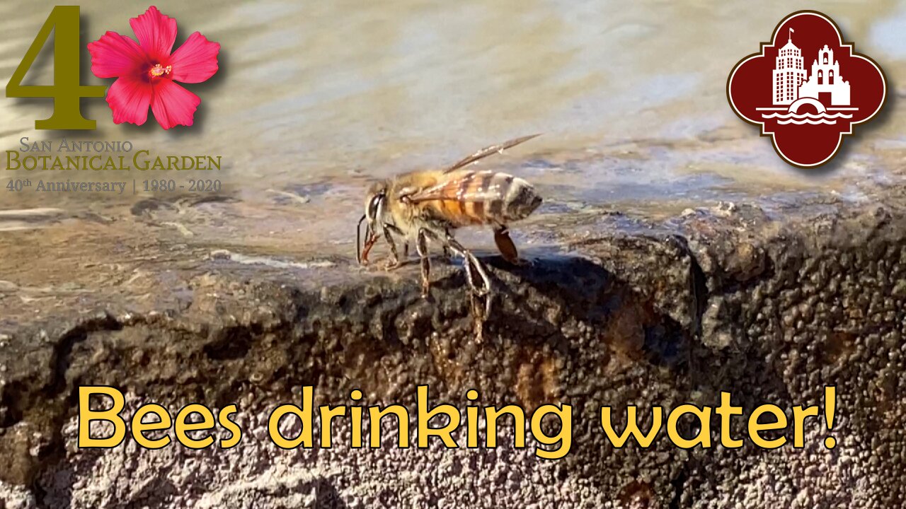 Bees Drinking Water - @ San Antonio Botanical Gardens, 2021