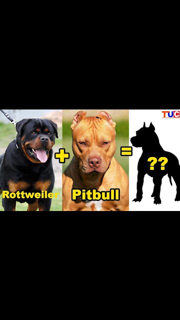 cat and dog reaction