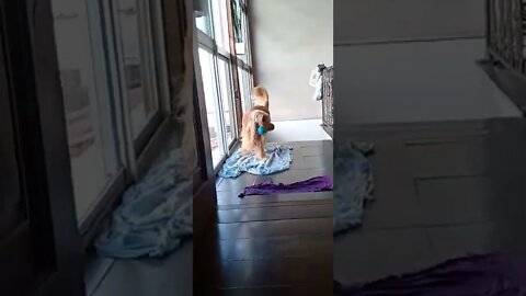 golden dog , shorts