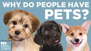 Why Do People Have Pets?