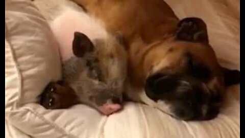 Un adorable boxer et son ami cochon font la sieste