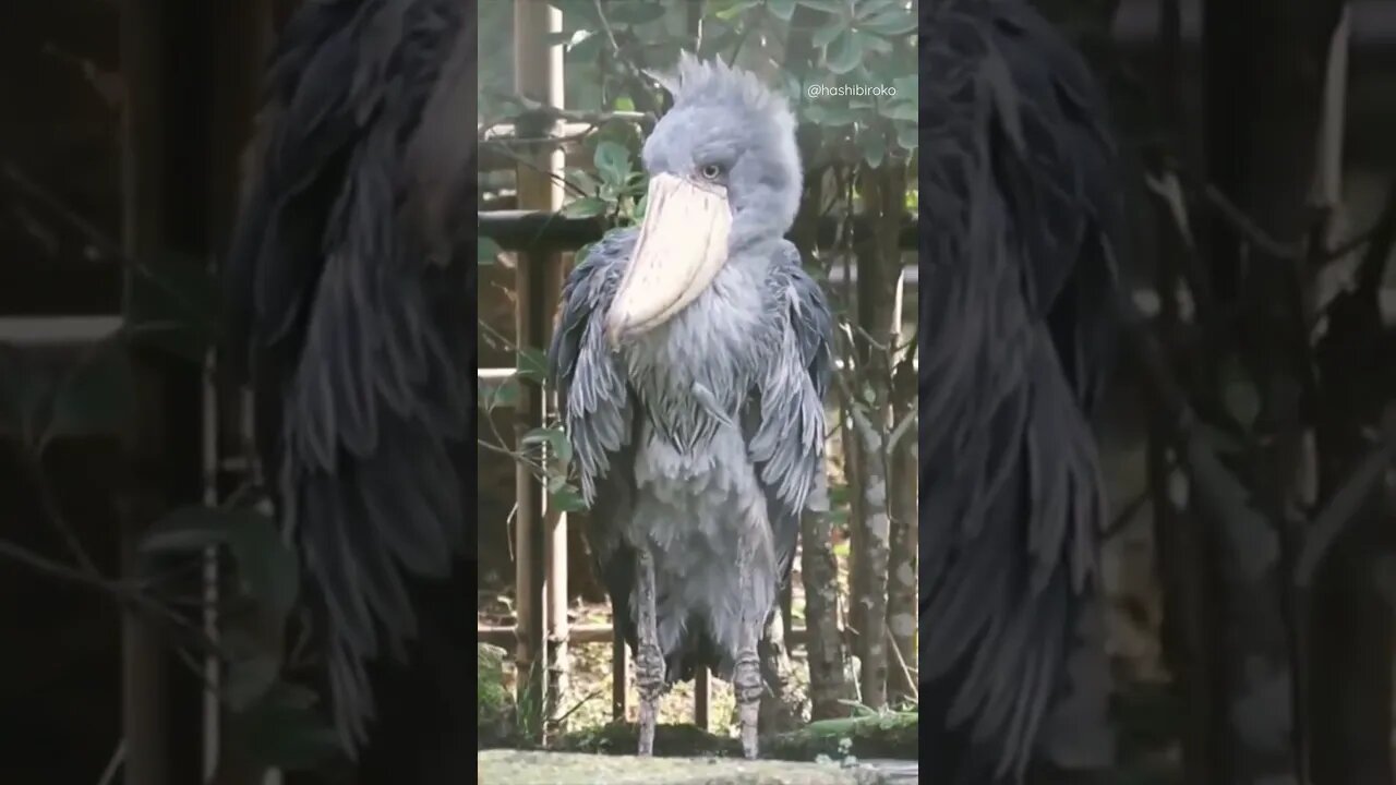 Shoebill - Picozapato..▶️👇